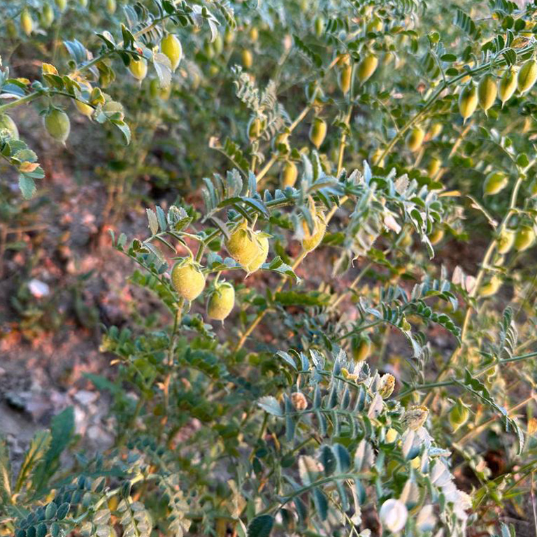 Acquista online Ceci 500 g   Bio Maltento