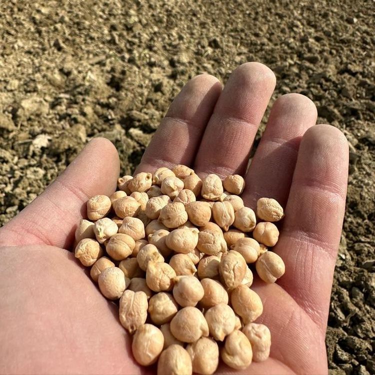 Acquista online Ceci 500 g   Bio Maltento